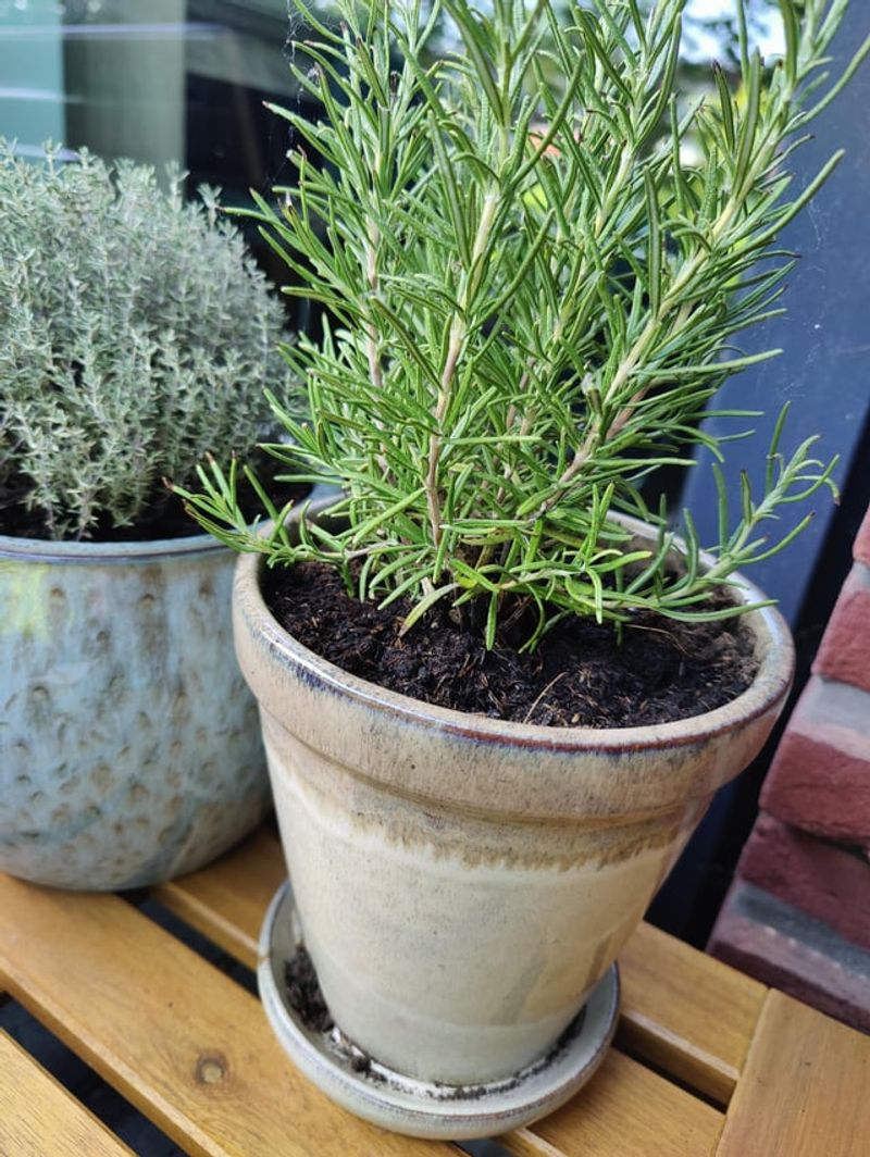 How To Plant Thyme Next To Rosemary Correctly How To Plant Thyme Next To Rosemary Correctly
