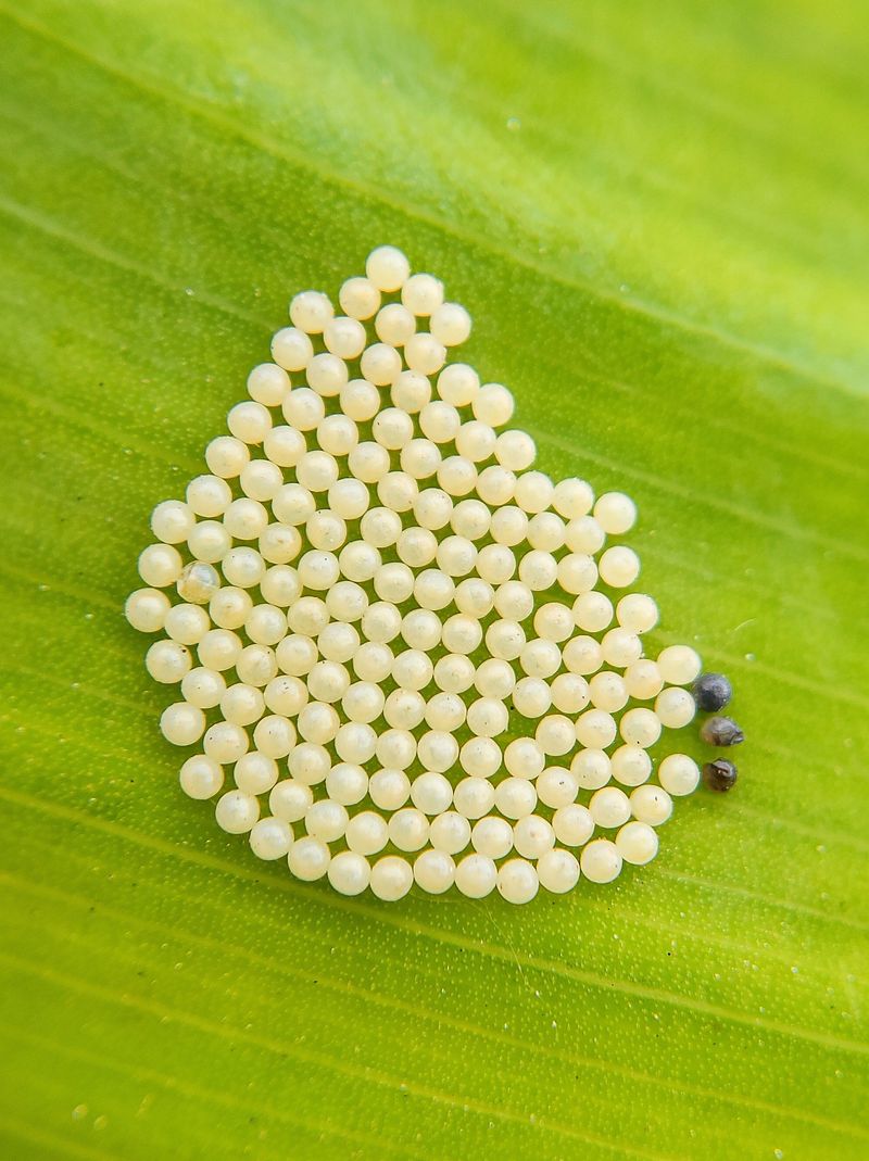 How To Prevent Future Egg Clusters In Your Garden How To Prevent Future Egg Clusters In Your Garden
