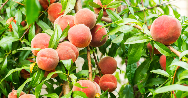 peach tree (featured image)