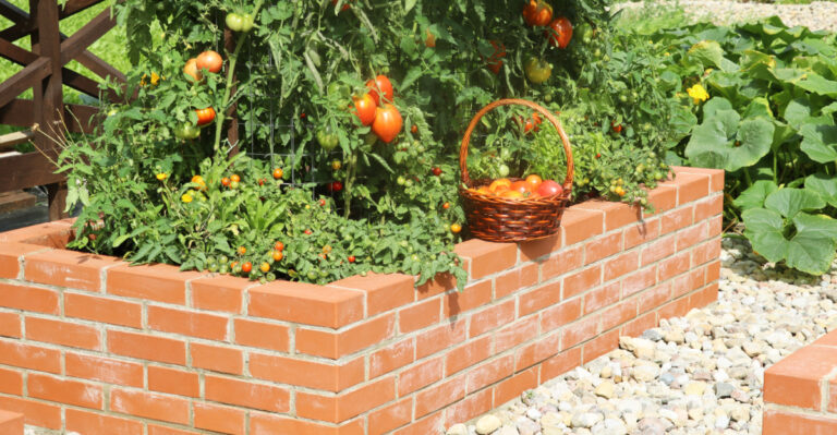 raised bed veggie garden