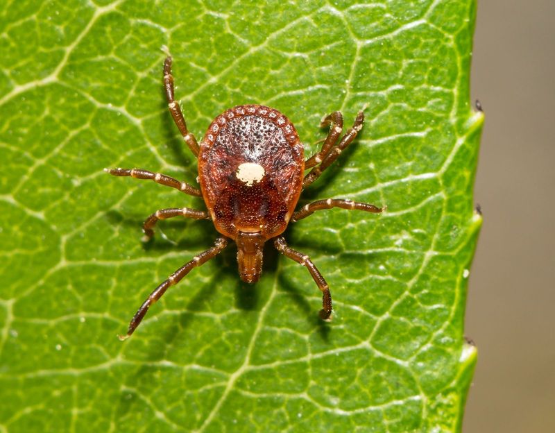 How To Recognize A Lone Star Tick How To Recognize A Lone Star Tick