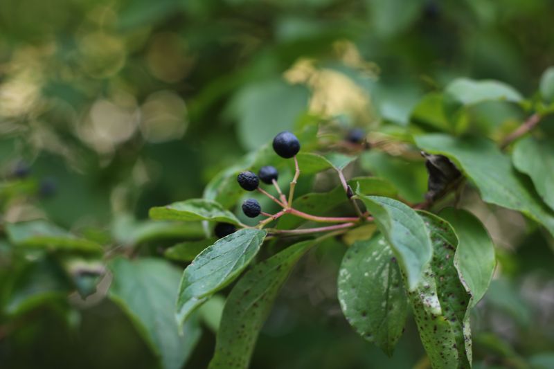 How To Recognize Common Buckthorn On Your Property How To Recognize Common Buckthorn On Your Property