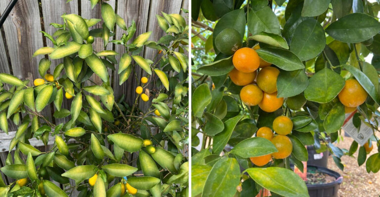 How To Recognize Heat Stress In Arizona Citrus Trees
