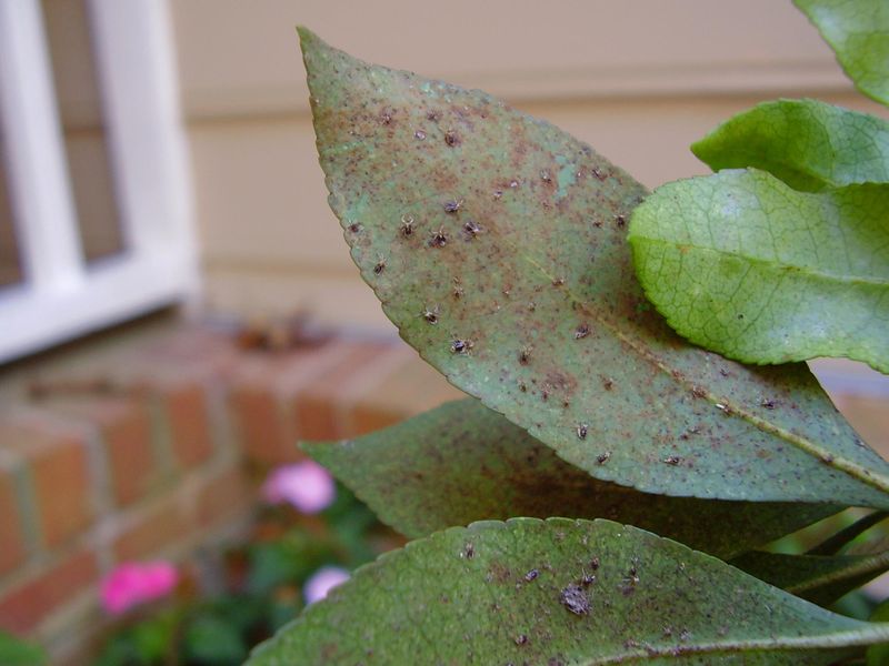 How To Recognize Lace-Bug Damage How To Recognize Lace-Bug Damage