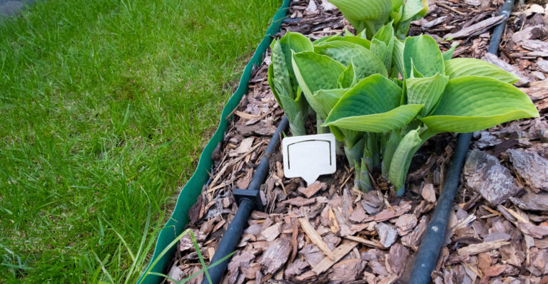 plant (featured image)