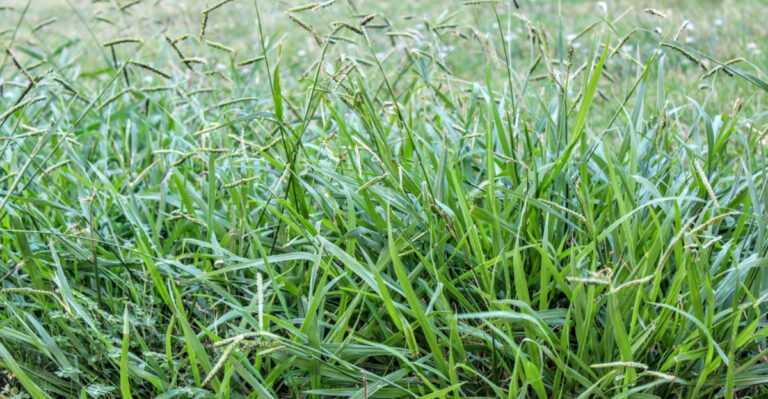 How To Remove Crabgrass From Your Landscape Beds In Illinois