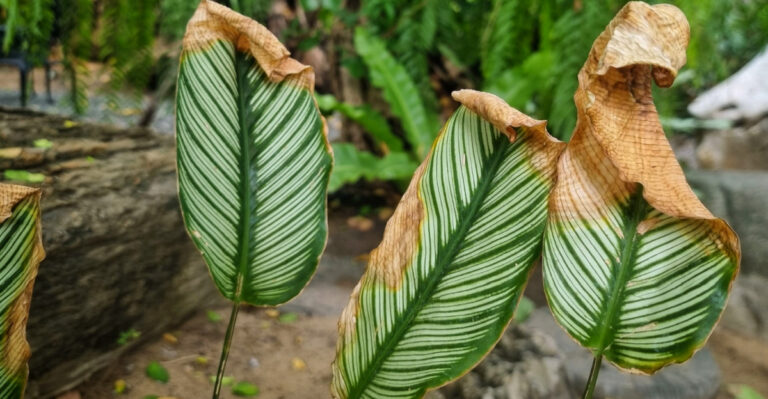 How To Remove Heat-Damaged Tips In Florida Gardens Without Causing More Stress