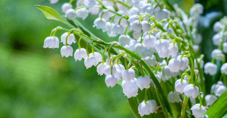 How To Remove Lily Of The Valley Before It Spreads Through Your Vermont Garden