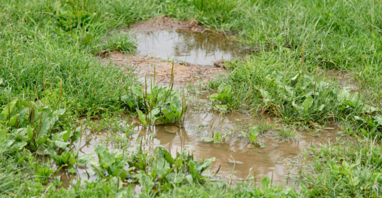 How To Repair Florida Lawn Damage After A Tropical Storm Without Starting Over