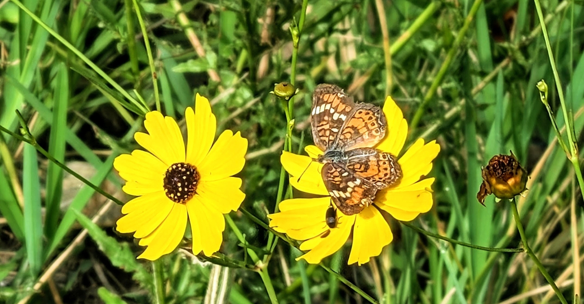 Coreopsis lanceolata