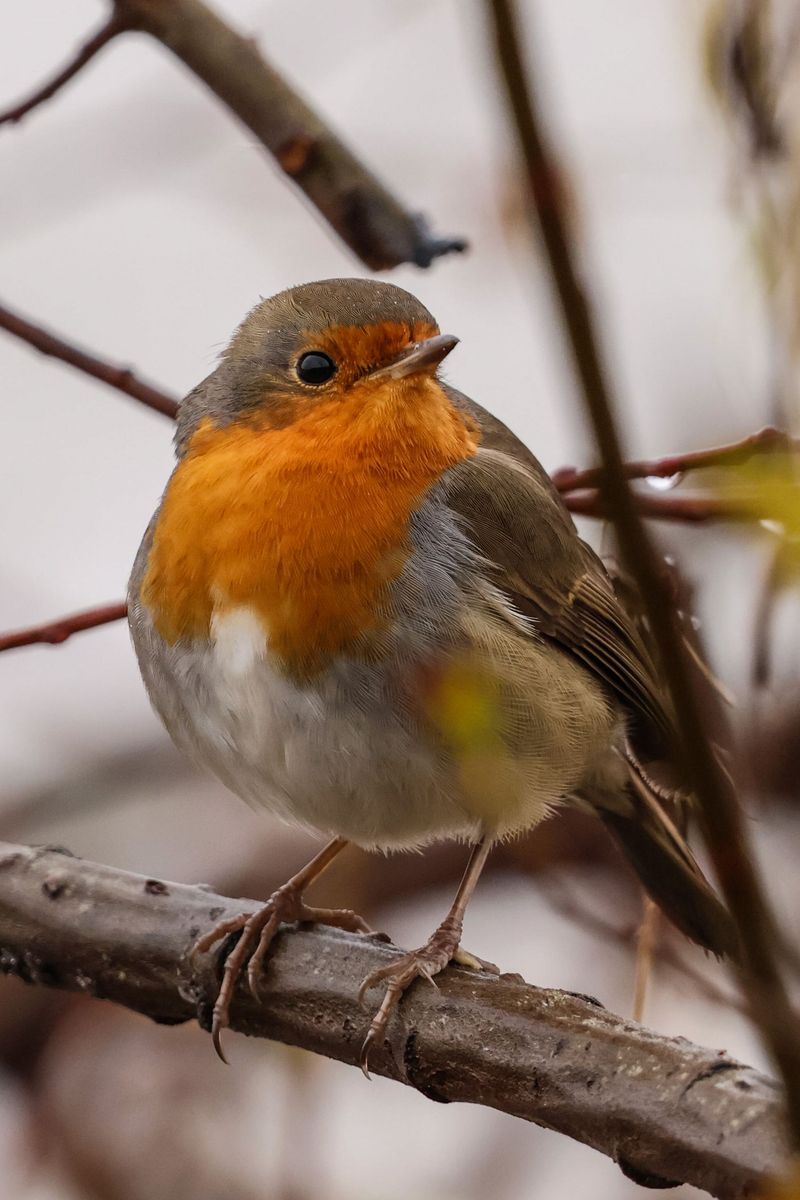 How To Respond To A Sudden Robin Gathering How To Respond To A Sudden Robin Gathering