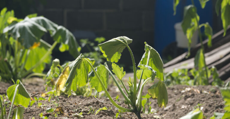 How To Revive An Alabama Garden After A Stretch Of Extreme Summer Heat
