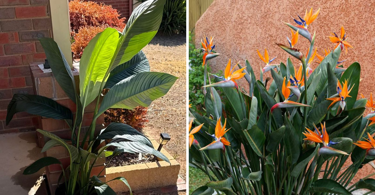 heat-damaged bird of paradise