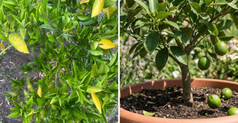 citrus tree