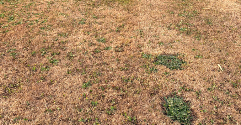 heat-damaged lawn