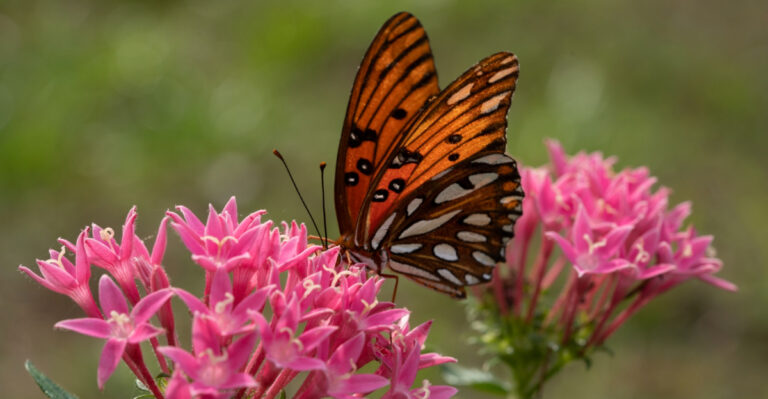 How To Revive Heat Damaged Pentas In Florida So Butterflies Keep Coming
