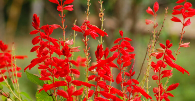 How To Revive Heat Damaged Salvia In Florida And Get It Blooming Again