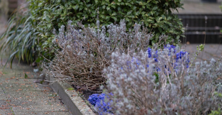 How To Revive Oregon Lavender That Has Gone Woody And Stopped Blooming