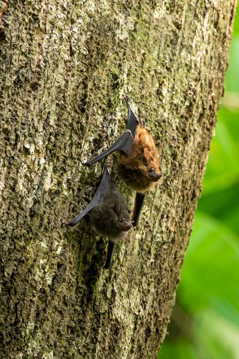 How To Safely Coexist With Backyard Bats How To Safely Coexist With Backyard Bats