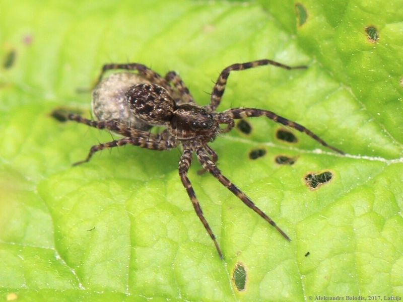 How To Safely Manage Them Without Harming Them How To Safely Manage Them Without Harming Them