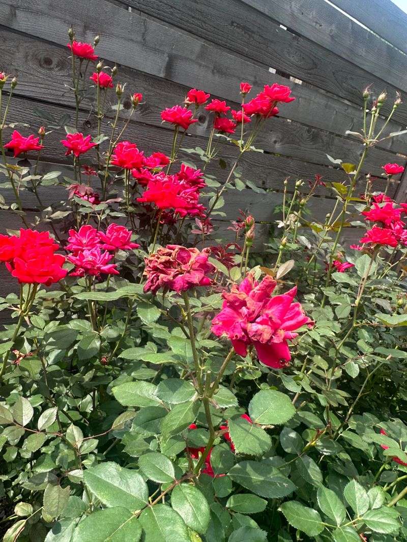How To Snip Spent Blooms Without Damaging New Growth How To Snip Spent Blooms Without Damaging New Growth