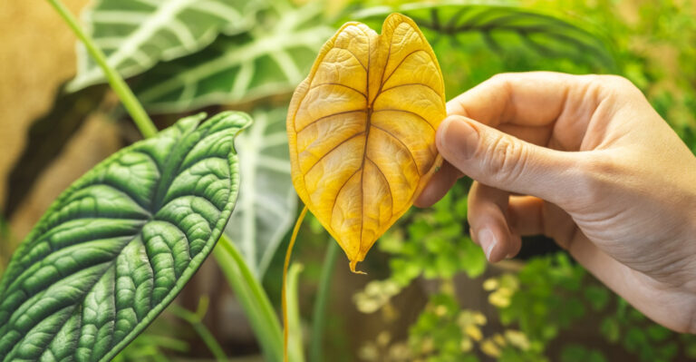 How To Spot Overwatering Symptoms In Humid Louisiana Summers
