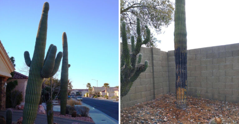 How To Spot Saguaro Cactus Stress During Extreme Arizona Summer Heat