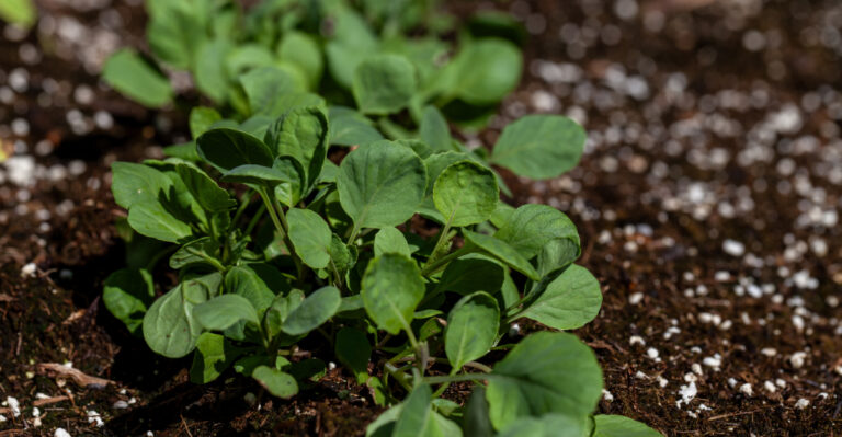 How To Start Fall Brassicas In Oregon Without Scorching Them In Summer Heat