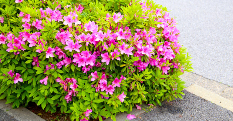 How To Stop Azalea Bark Scale From Destroying Your Shrubs In Georgia Safely