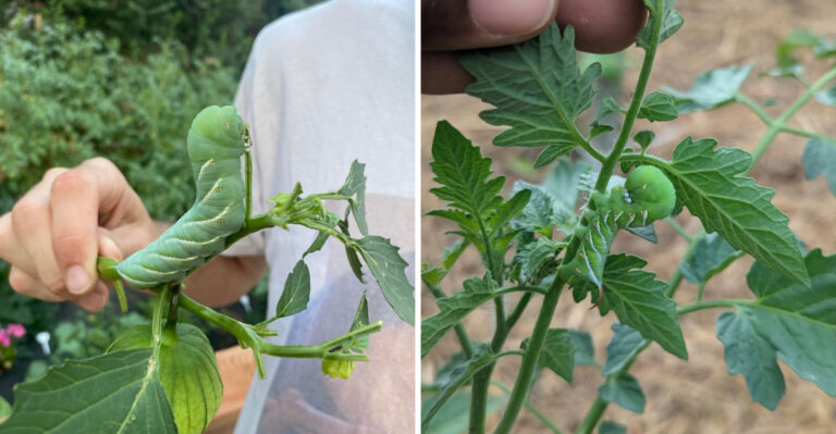 How To Stop Hornworms From Destroying Your California Tomatoes This Week