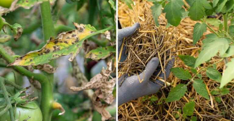 How To Stop Southern Blight Before It Takes Over Your Georgia Garden