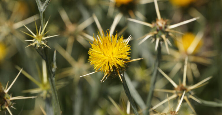 How To Stop Yellow Starthistle From Taking Over Your California Property