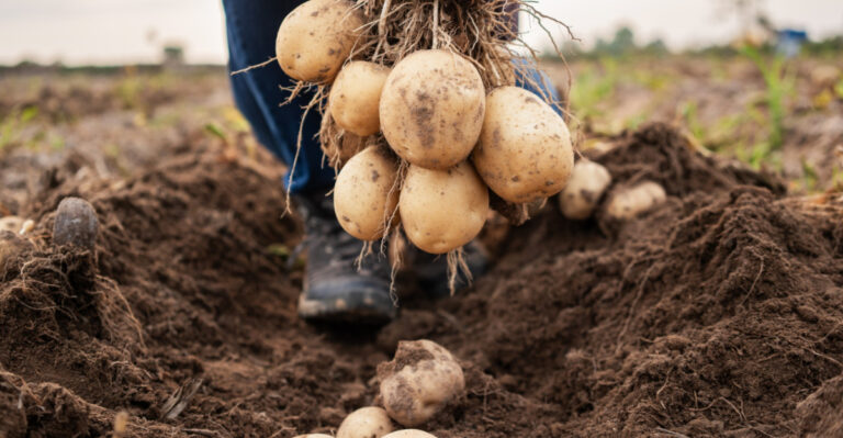 How To Successfully Grow Potatoes In Your Maryland Backyard