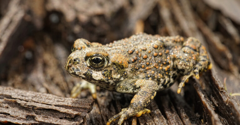 How To Support Native Toads In California Gardens Without Creating Mosquito Problems