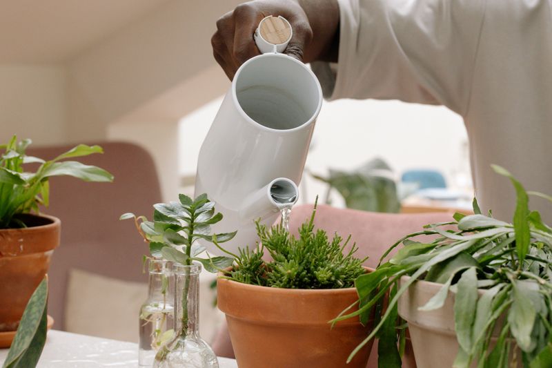 How To Switch Your Plants To A Deep Watering Schedule How To Switch Your Plants To A Deep Watering Schedule
