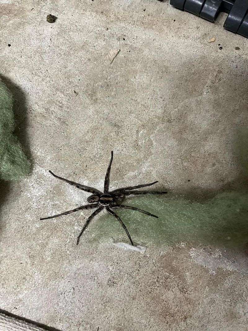 How To Tell A Wolf Spider From A Fishing Spider How To Tell A Wolf Spider From A Fishing Spider