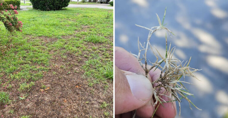 How To Tell Chinch Bug Damage From Heat Stress In Your Texas Lawn