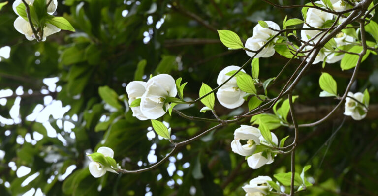 dogwood tree (featured image)