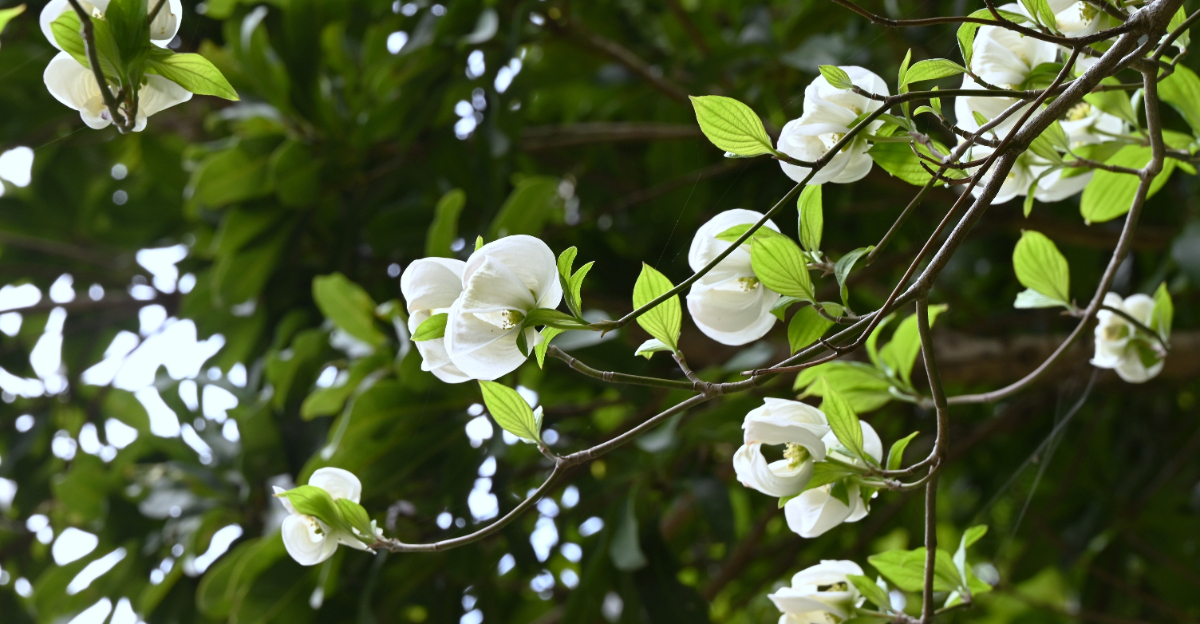 dogwood tree (featured image)
