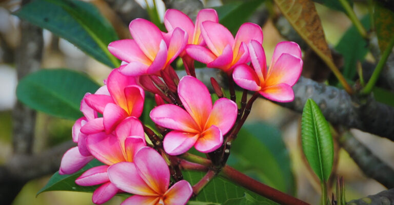 Plumeria (featured image)