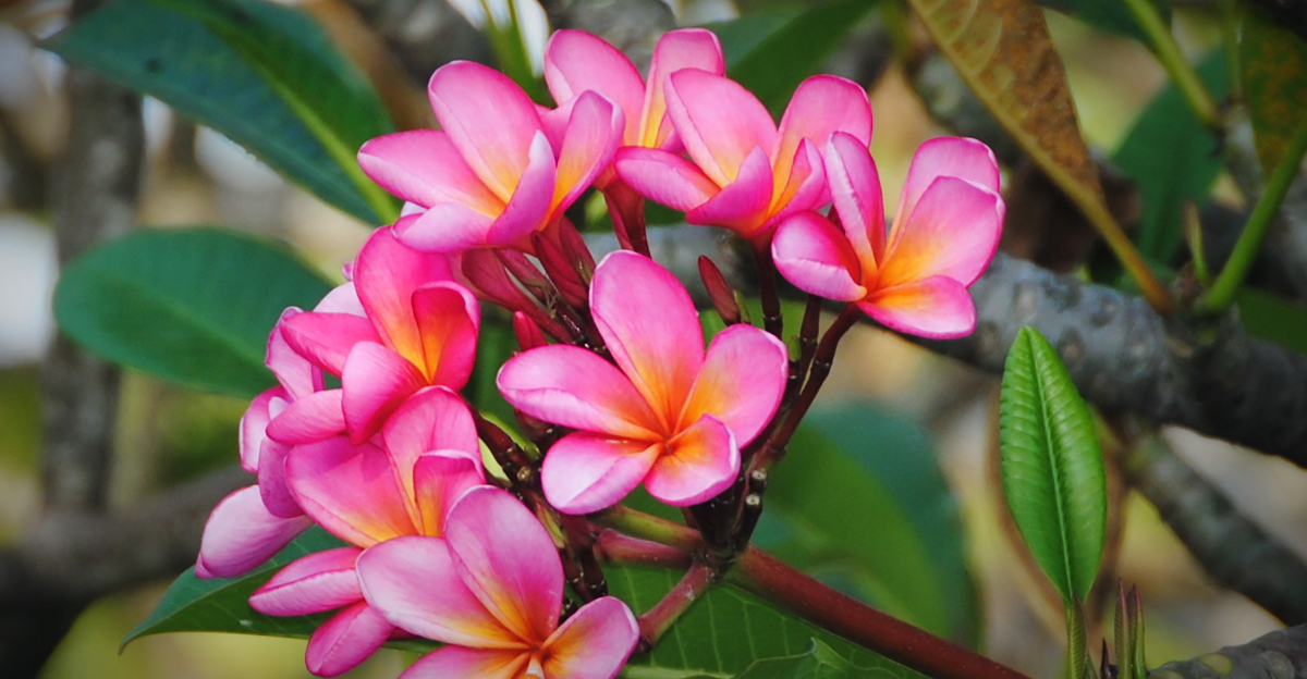 Plumeria (featured image)