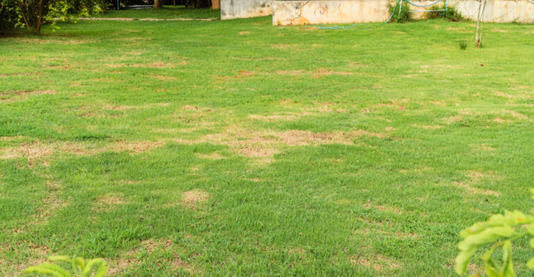 How To Tell If Your Florida Lawn Is Beyond Saving Or Just Dormant Before You Replace It