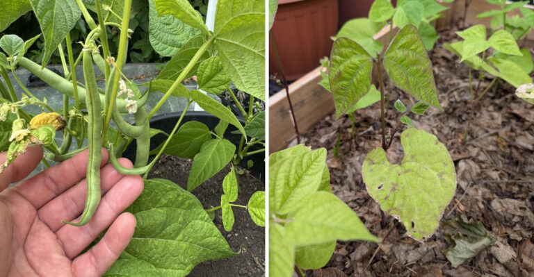 How To Tell If Your Green Beans Are Thriving Or Stressed In Michigan’s July Heat