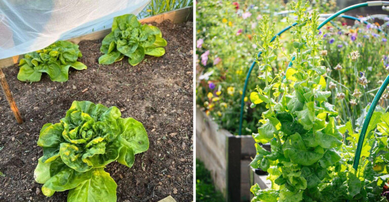 How To Tell If Your Michigan Lettuce Has Bolted (And What To Plant Next)