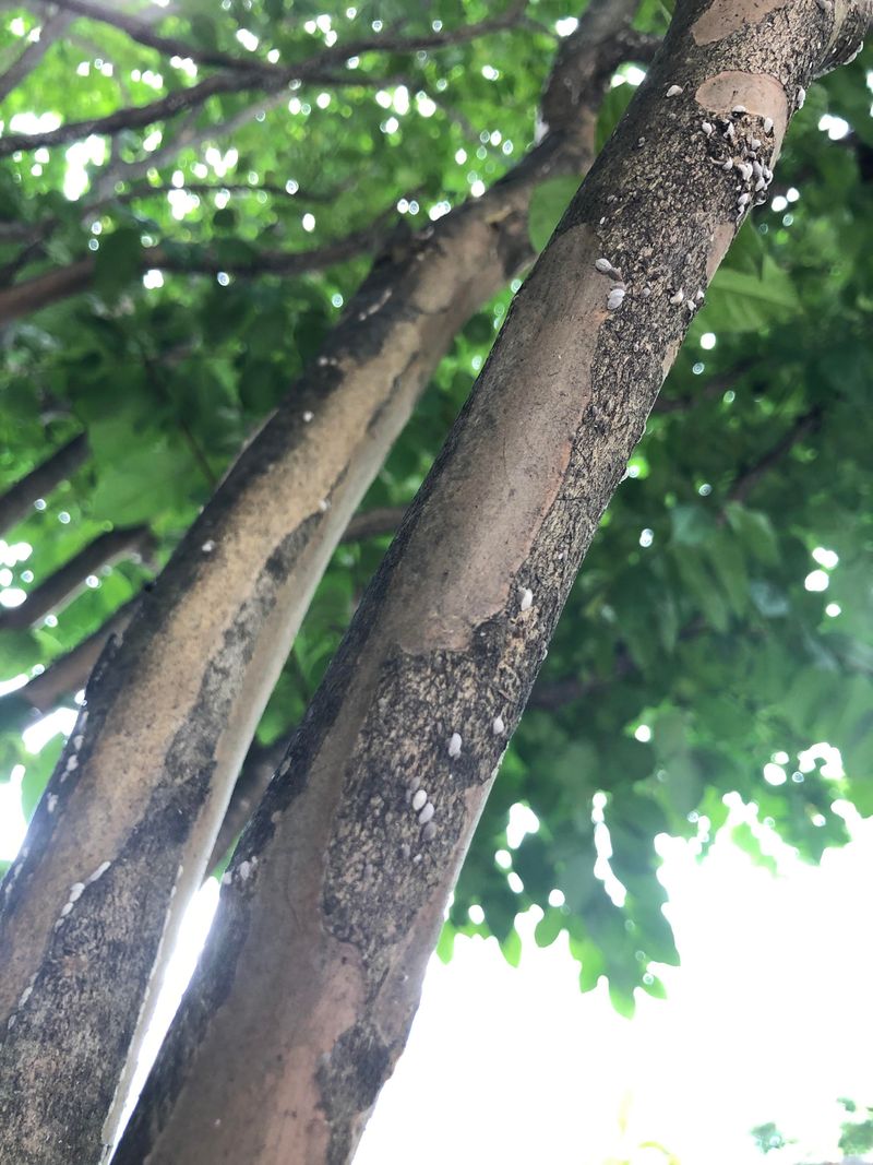 How To Tell Scale Insects From Aphids On Your Crape Myrtle How To Tell Scale Insects From Aphids On Your Crape Myrtle