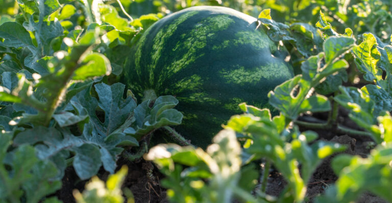 How To Tell When A Tennessee Watermelon Is Ripe, And Not A Day Too Early