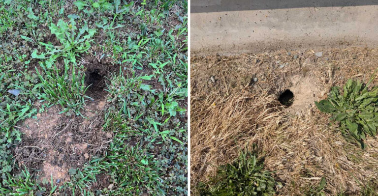 How To Tell Whether Holes In Your California Garden Are From Birds, Beetles, Or Rodents