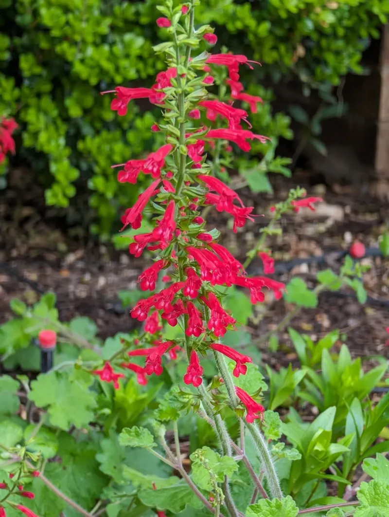 How To Use Cedar Sage In A Slug-Resistant Planting