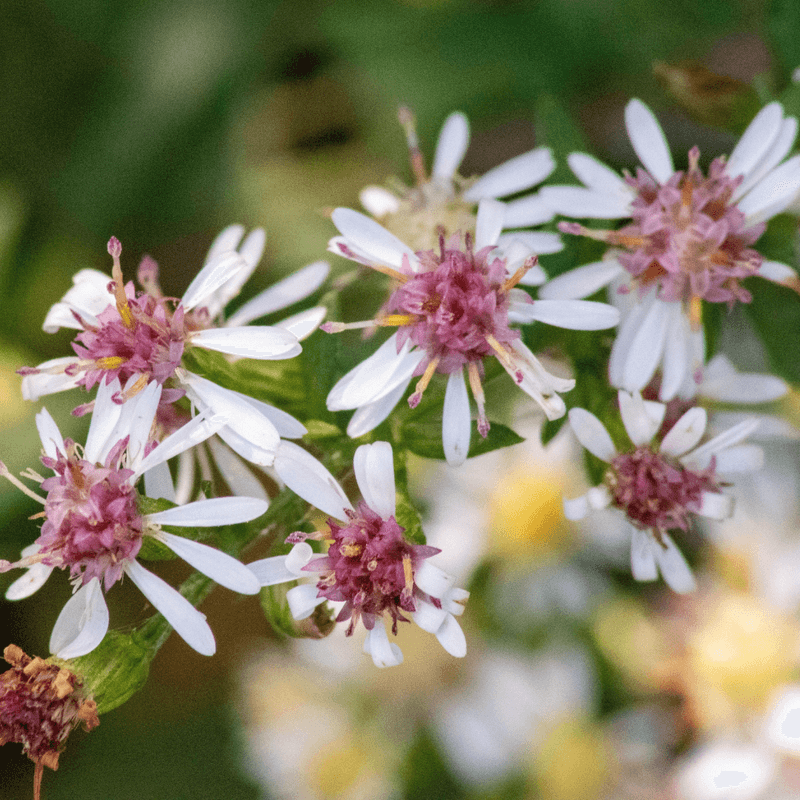 How To Use It In A Pennsylvania Garden How To Use It In A Pennsylvania Garden