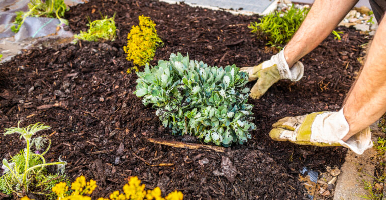 How To Use Mulch To Save Your North Carolina Garden Roots Before The Heat Advisory Peaks